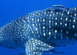 75181710-c2d2-468e-bbb5-05618aa6e211