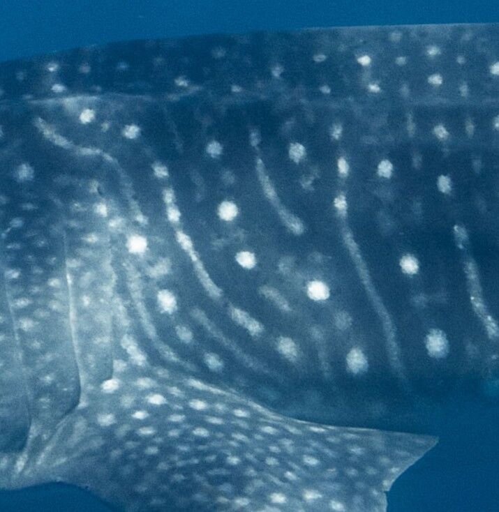 f20a5ba4-4f60-450b-ae18-154c51cd360e