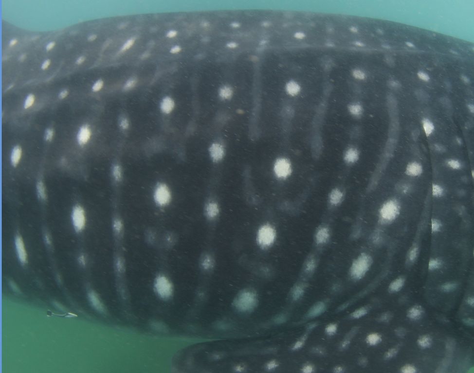 2cf03b87-c138-4a79-aa90-c059eff95e09