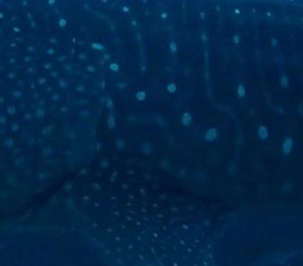 80c4cf92-bbdf-4474-ad5b-995d45ee7c52