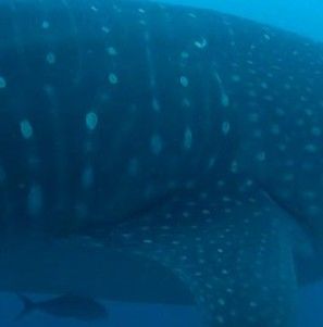 80c4cf92-bbdf-4474-ad5b-995d45ee7c52