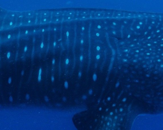 c419e095-59a7-4091-9aa5-5c8396d909fc