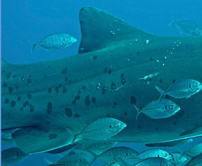 e5df4f6e-fc85-43c7-a43c-37b51c3e99a5