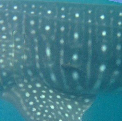 1750faf3-55d5-4a6a-8c28-202a6da26e9c