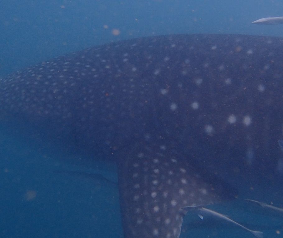 29d54337-ee15-4aeb-87c5-f315e1d35543