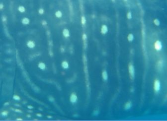 ec39bc10-73f7-4634-92b7-2a4a41675725