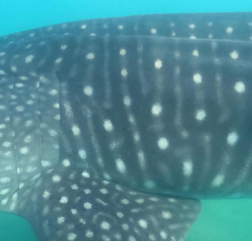 528f937b-ef65-4516-9a55-3c23da65a740