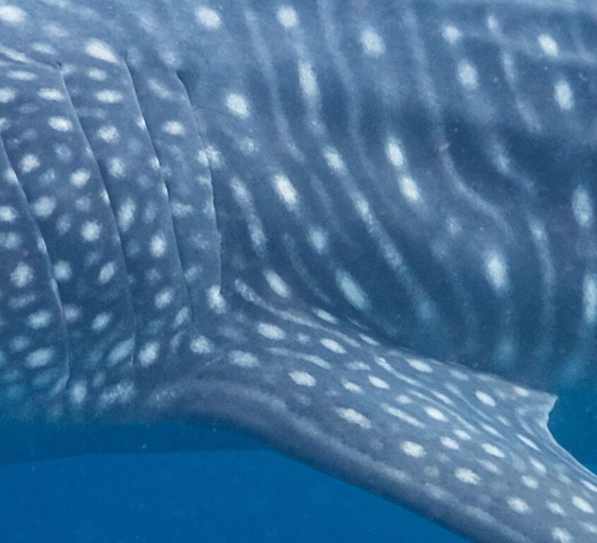 35060597-3328-4148-b50d-9e0a68cf4e56