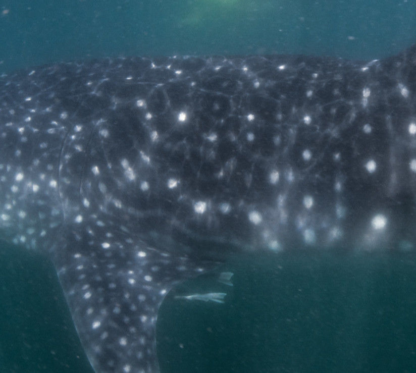 321e7450-cdd9-4e01-b48e-6c3bcf09441e