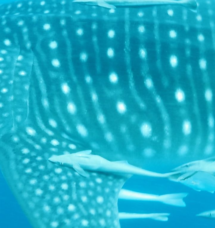 5277c851-296b-4aec-9b01-17c598a509b0