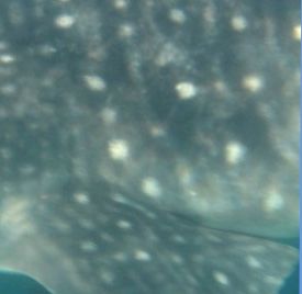 2f003d71-68fd-4df6-8fa9-37c9d7aed137