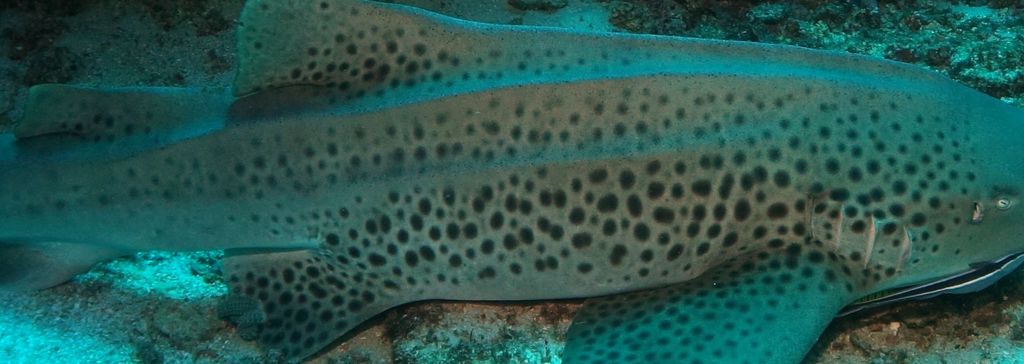 d4c0d937-f8b2-4b14-9fa0-5c865deed5dc