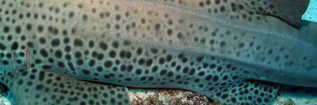 d4c0d937-f8b2-4b14-9fa0-5c865deed5dc