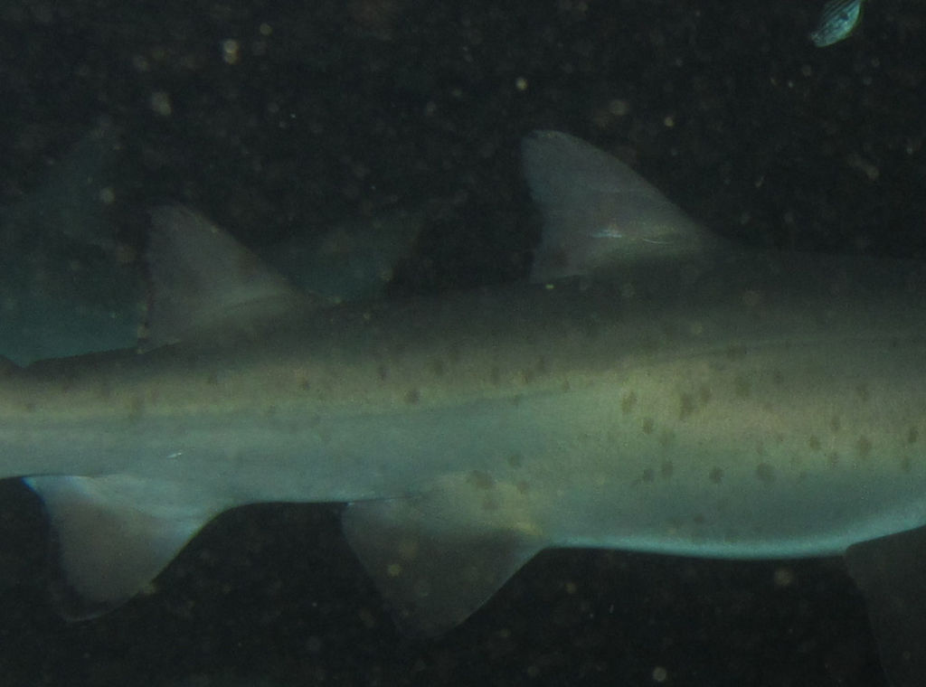 98c8cfdf-c82d-4135-8614-eafdae91e34b