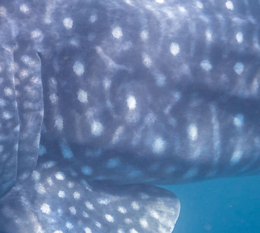 dc217ca6-9327-4e1d-9f59-8517f4d74ace