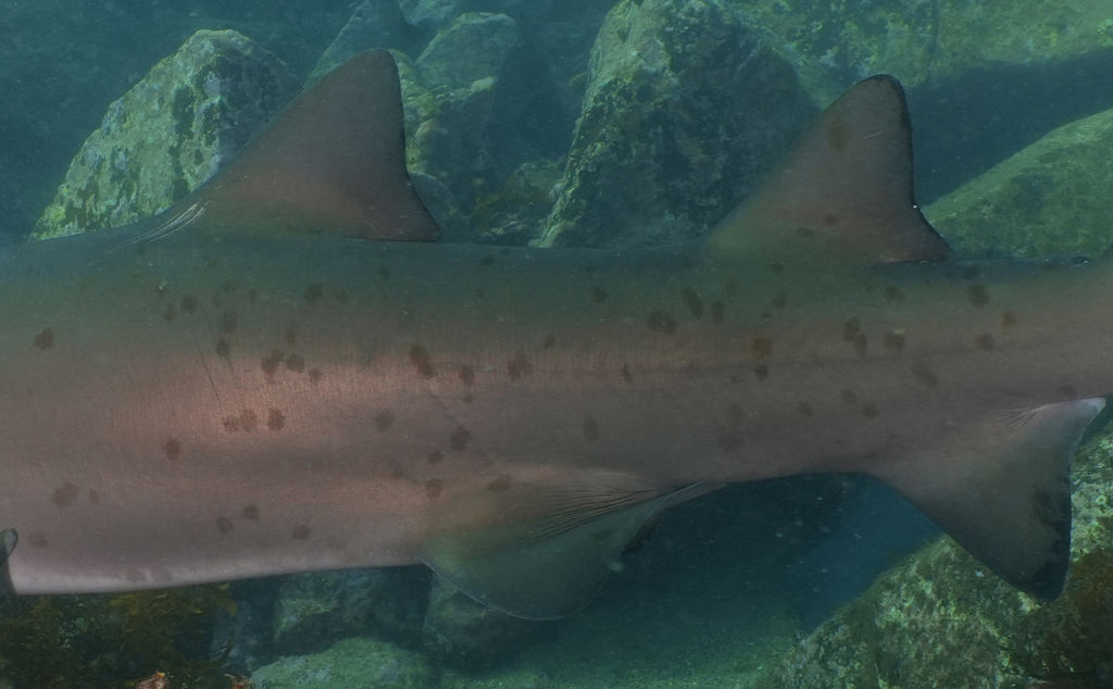 6e749683-da72-4e76-a184-2f290575a9a0