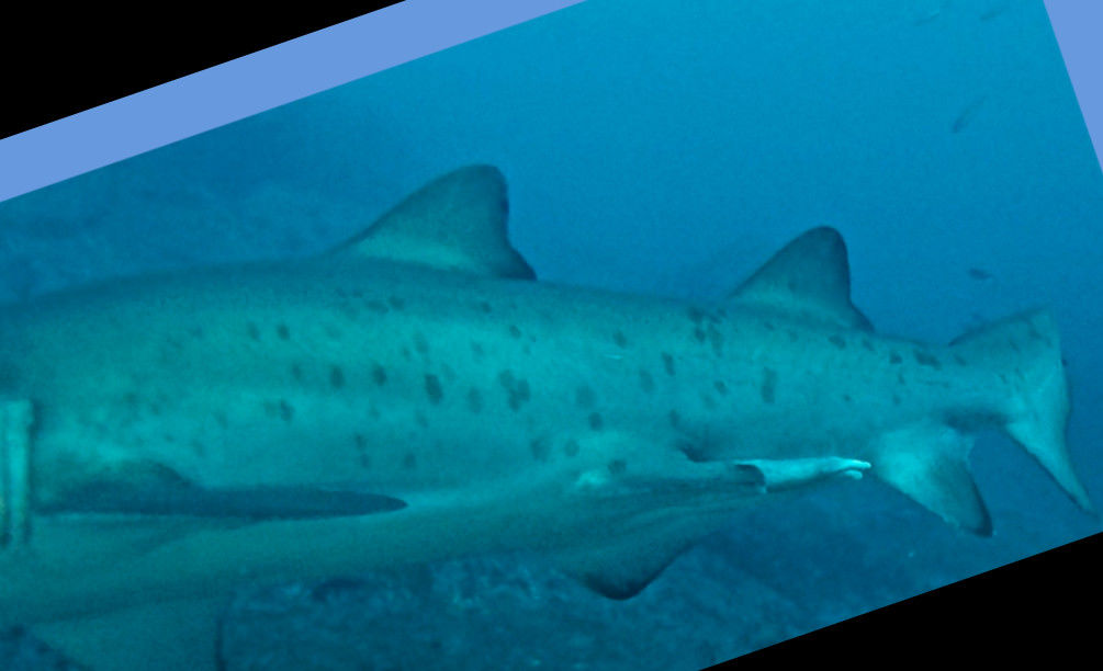 a0c923fd-14ec-4069-ae9a-83a55ba7d122