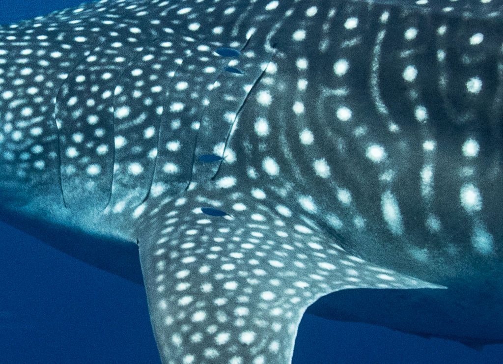 8aed7141-6722-4900-9179-f435912dc478