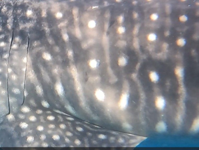 4ae22995-544b-4d5c-bee0-f3a8ff25d86f