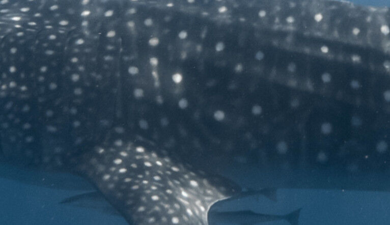 23634c5d-6450-4071-9bd2-814ff81e40a1