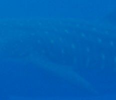 a5517fc4-9e99-4ca0-8778-b42eede7ab1f