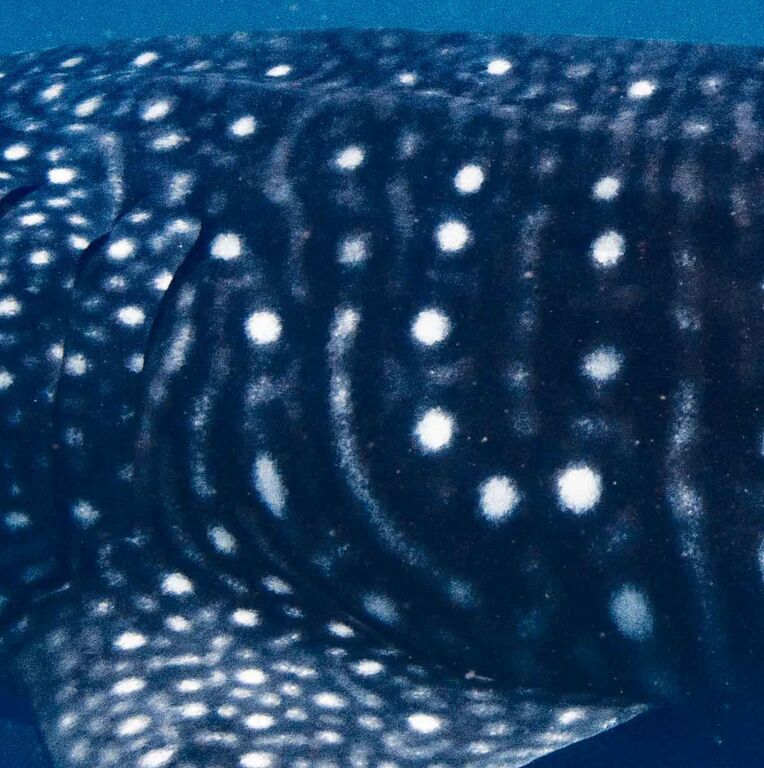 02de919c-73b8-4cbe-bf0a-7292a1e4cff1