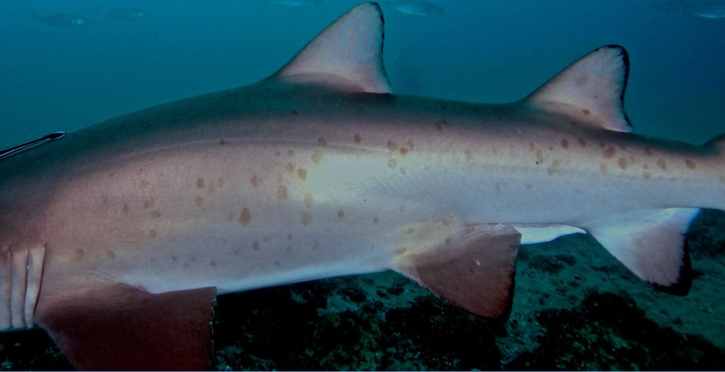 ac8f330a-3f99-43c9-894a-d4d0f672de4f