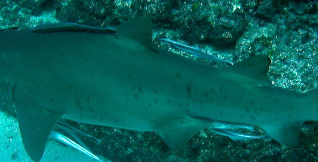 f539ac1e-55a4-4f66-8e86-65e23c9bd037