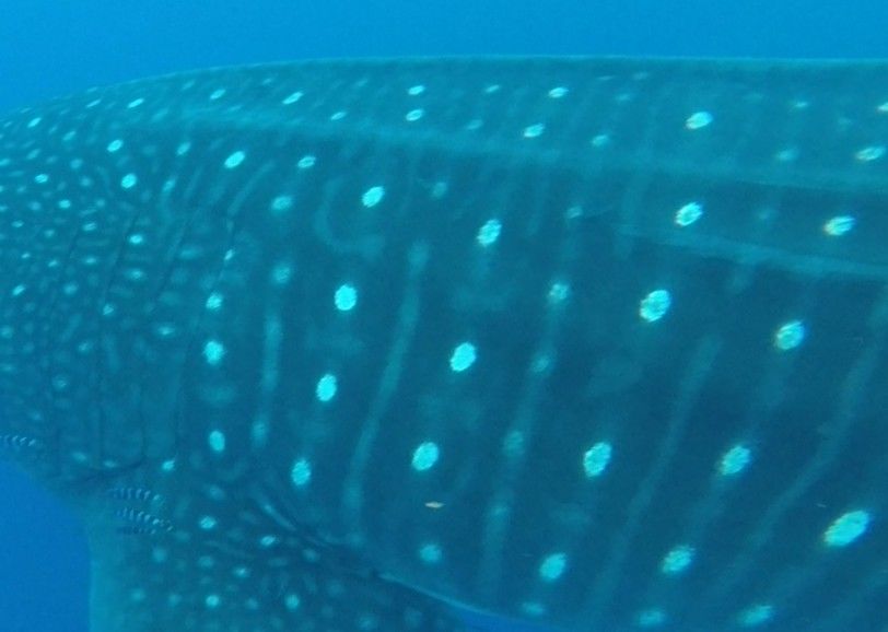 56d2a937-ae46-40c5-b37c-526b64d21270