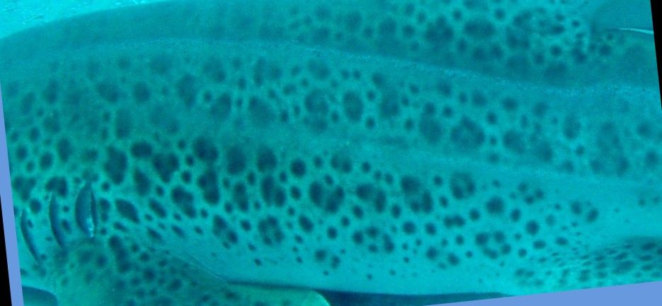 ce1aea92-4b24-4719-a7be-2b07f78b1203