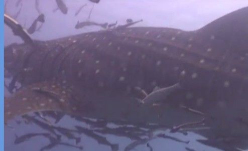 bd736f48-b0a9-4651-ae0f-fe9bde8ce1e2