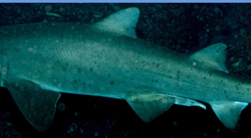 f4a7ec91-d0d2-4c79-a5c9-19af4696816f