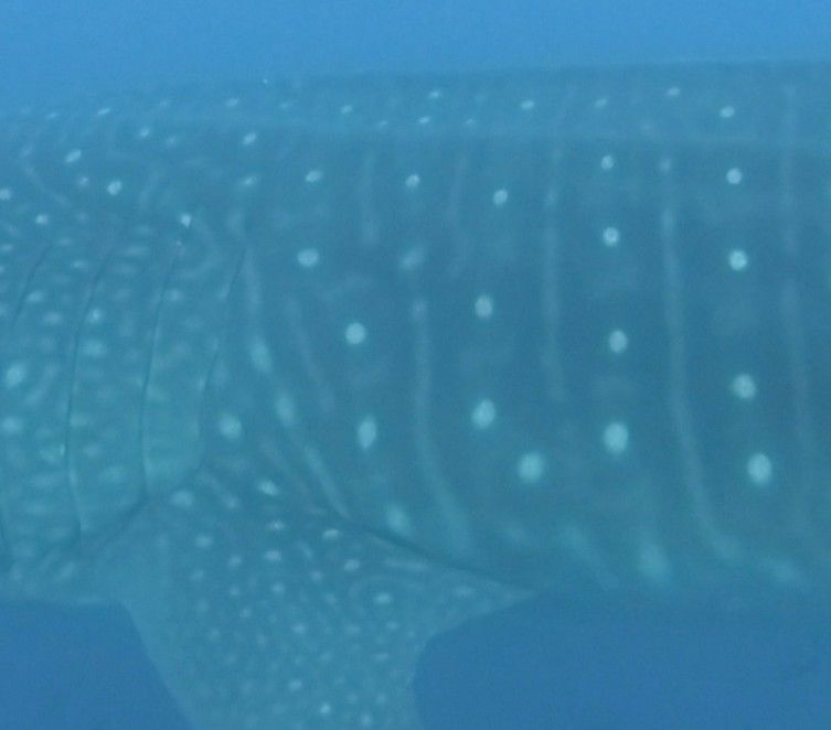 c4c5eae4-4a64-4730-b138-b0a4776792b4