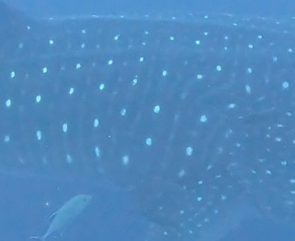 68cddee3-a5f7-459c-b0a6-9bdb066c1d2e