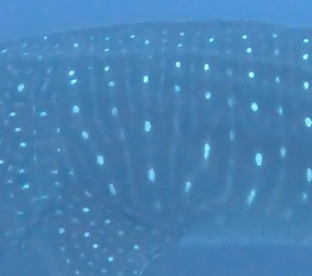 68cddee3-a5f7-459c-b0a6-9bdb066c1d2e