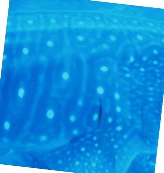 55960027-8c1a-44bc-8b5c-134e229395f7