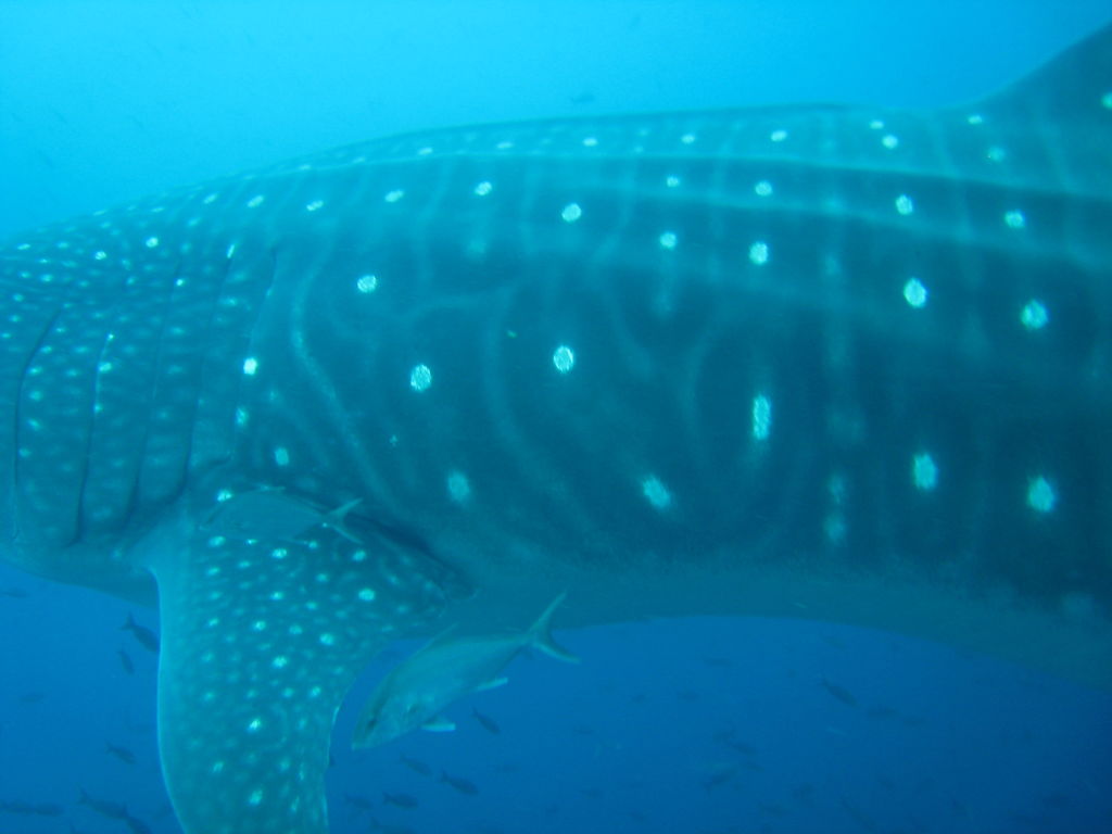 55960027-8c1a-44bc-8b5c-134e229395f7