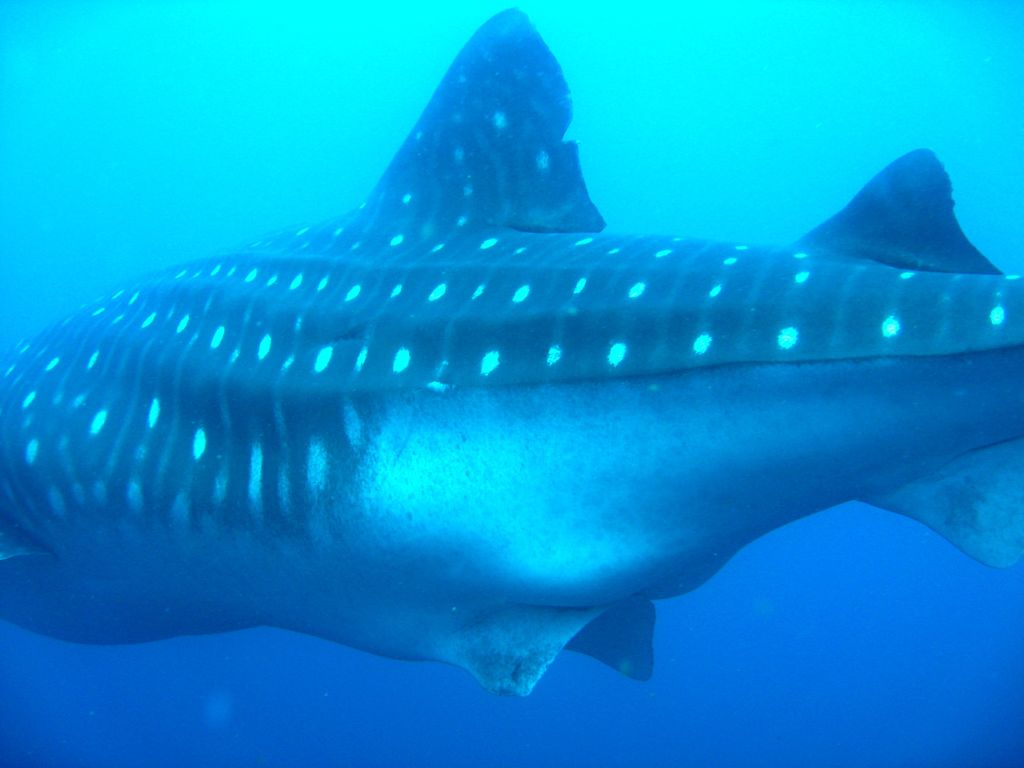 683a3fcf-96de-41b7-b833-de6a4da45dc1