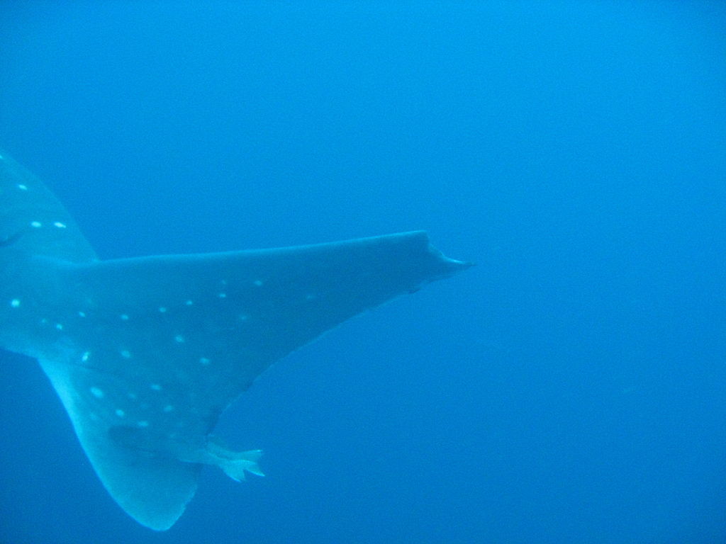 683a3fcf-96de-41b7-b833-de6a4da45dc1