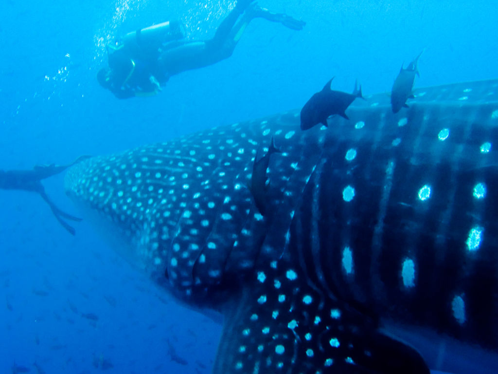 158e8ab1-cc21-408c-a43c-dd82c06db6c2