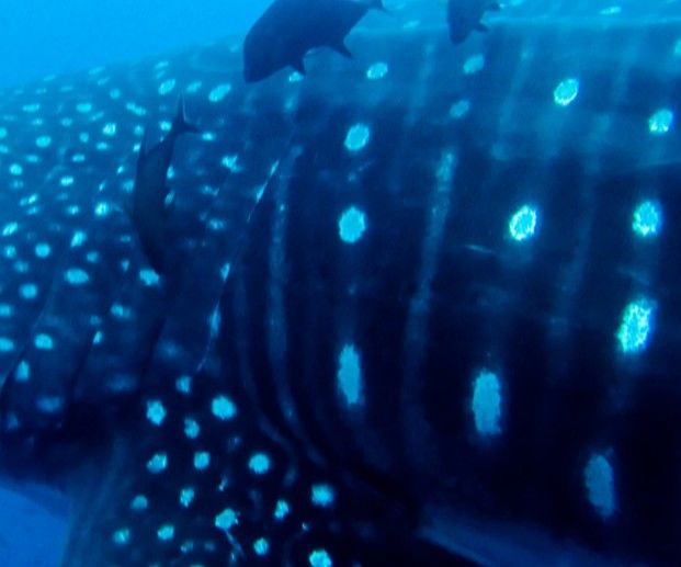 158e8ab1-cc21-408c-a43c-dd82c06db6c2