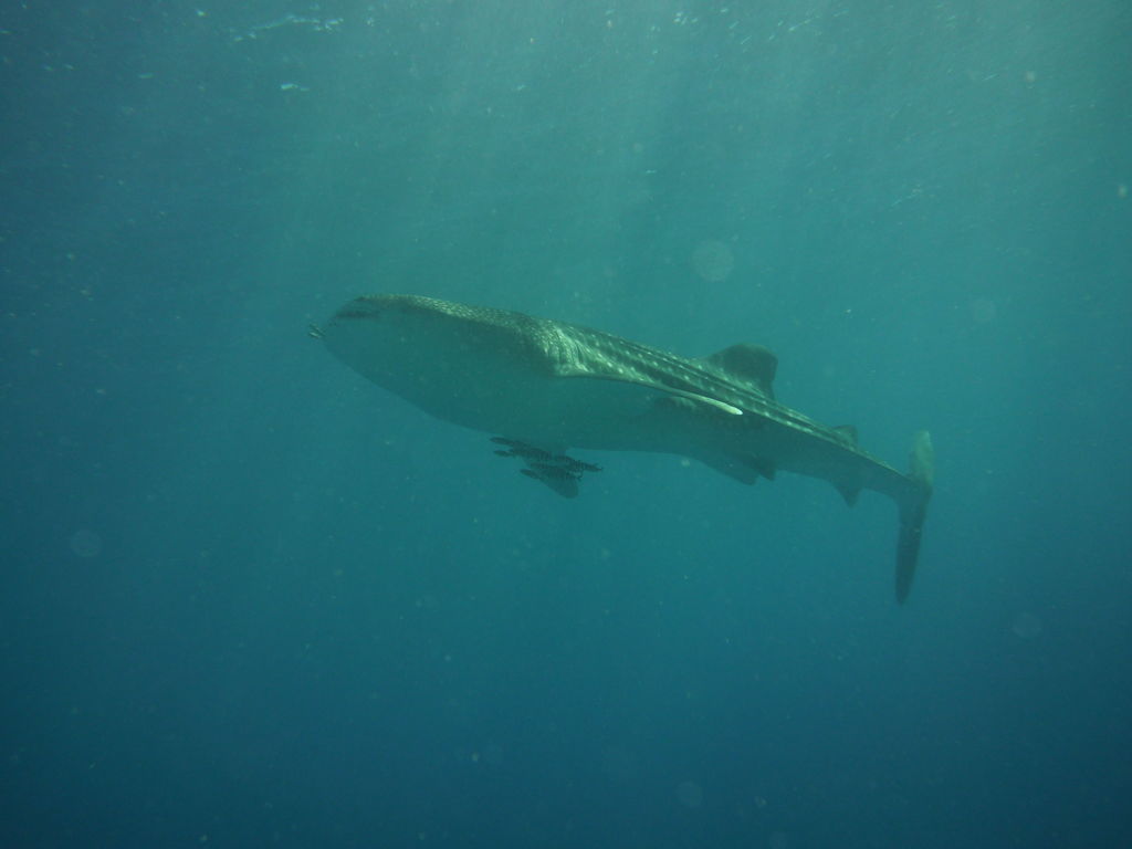 23226d58-15ae-4bc8-afc2-c3dc2f307798