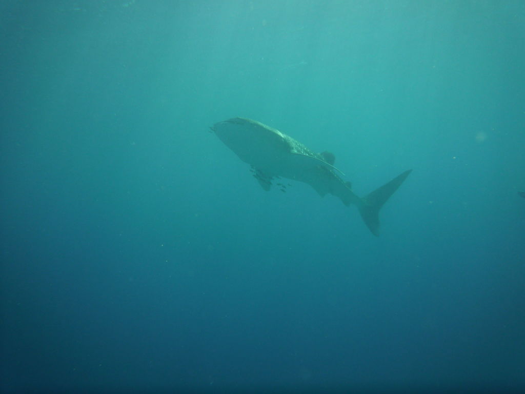 23226d58-15ae-4bc8-afc2-c3dc2f307798