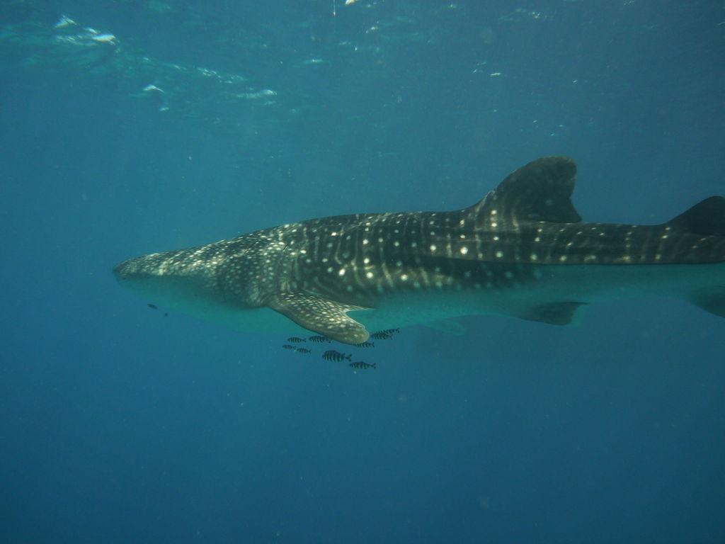 23226d58-15ae-4bc8-afc2-c3dc2f307798