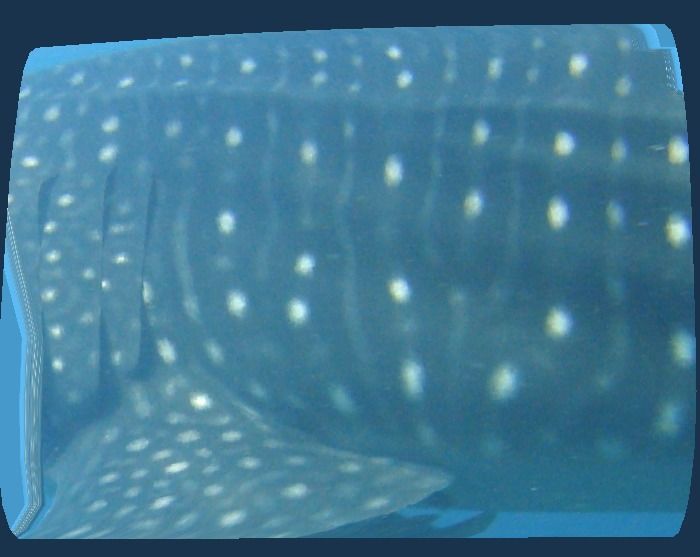 49c1242c-ae5c-4006-9558-844e89d2c0dd