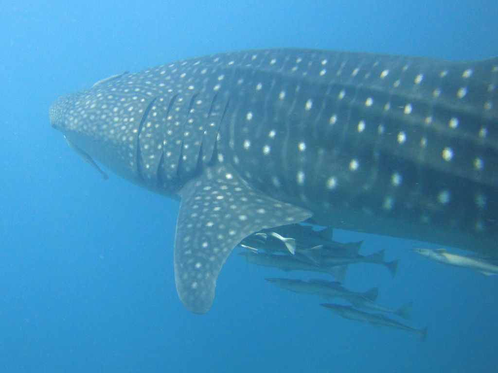 49c1242c-ae5c-4006-9558-844e89d2c0dd