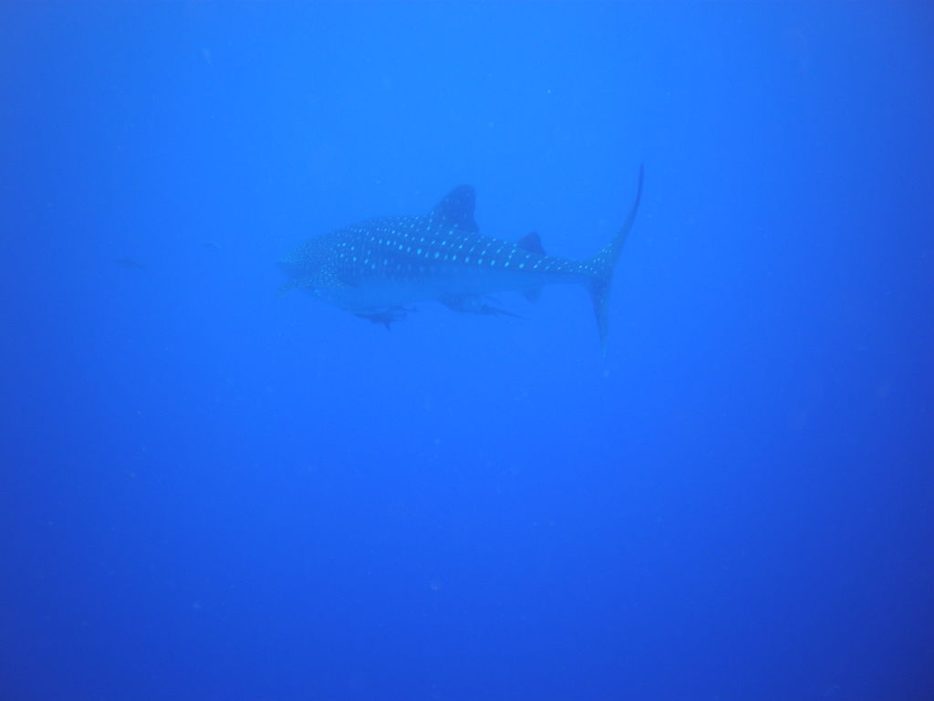 21683db3-3821-4379-85d2-411889092f1d