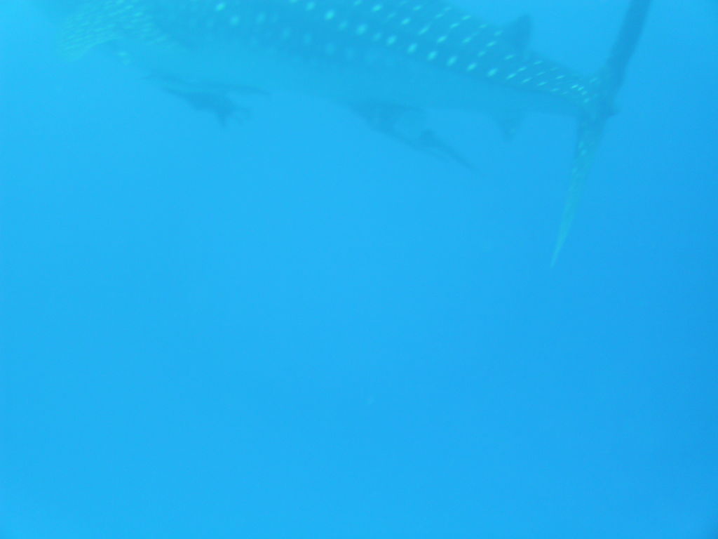 21683db3-3821-4379-85d2-411889092f1d