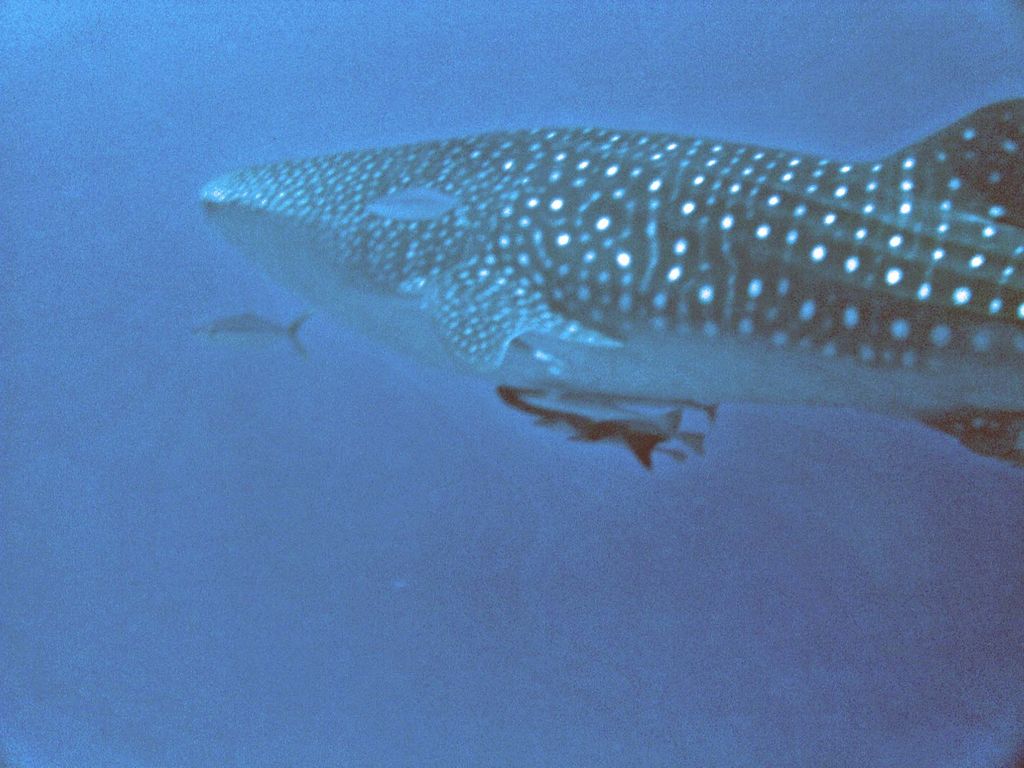 21683db3-3821-4379-85d2-411889092f1d