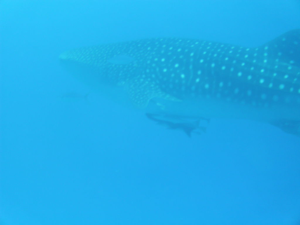 21683db3-3821-4379-85d2-411889092f1d